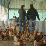Alimentos orgánicos: la historia de dos emprendedores que comparten un campo para producir mostaza y huevos de gallinas libres de jaula