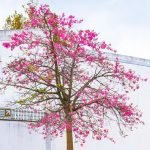 Las flores comestibles que pocos conocen y que podés cosechar vos mismo para agregar a ensaladas, pastas o desayunos