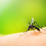 Los 7 alimentos que te ayudarán a combatir la invasión de mosquitos