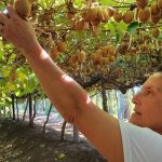 La pareja que armó el circuito de la vitamina C en su campo y ofrece la experiencia de cosechar kiwis