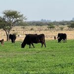 Trazabilidad, aprovechamiento de los ingredientes y salones en clave ambiental, el aporte de la gastronomía sustentable