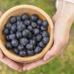 Azul y poderoso: los secretos detrás del arándano argentino